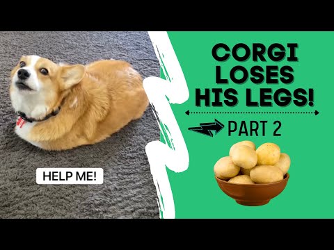 Talking corgi LOSES his legs (Part 2) #shorts