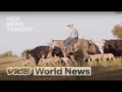 Ranchers Are Selling Their Cattle to Deal with Drought