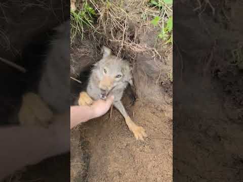 Trying to get a free forest Puppy be like... #coyote #puppy #weavethecoyote #duckandweave