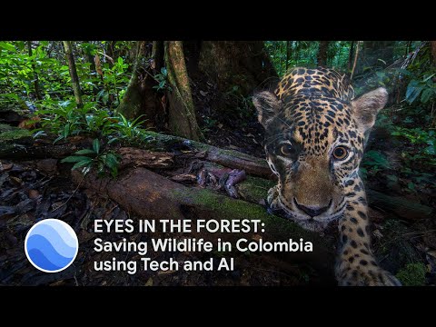 EYES IN THE FOREST: Saving Wildlife in Colombia Using Camera Traps and AI